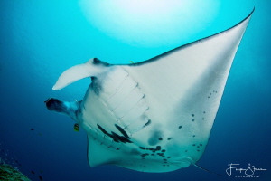 "Fly by", Manta ray, Raja Ampat, Indonesia. by Filip Staes 